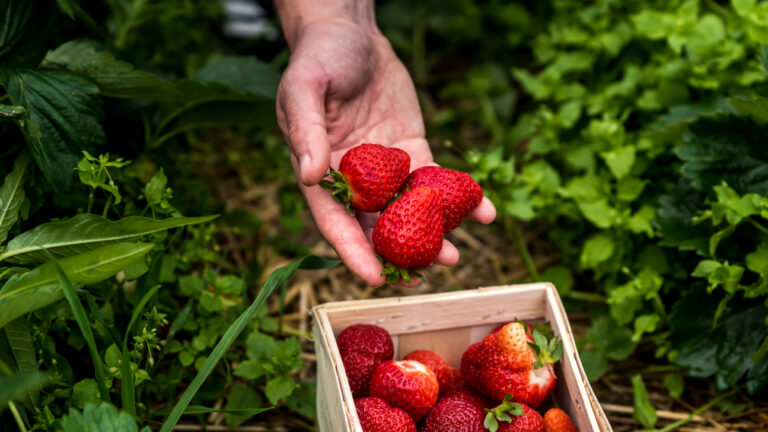 توقع إنتاج المحاصيل في ظل التغيرات المناخية والأحوال الجوية الاستثنائية